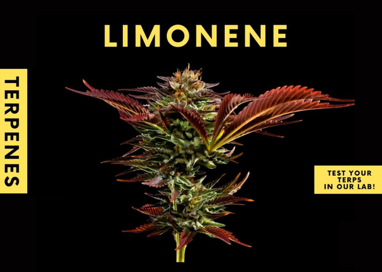 Limonene terpenes Cantopia