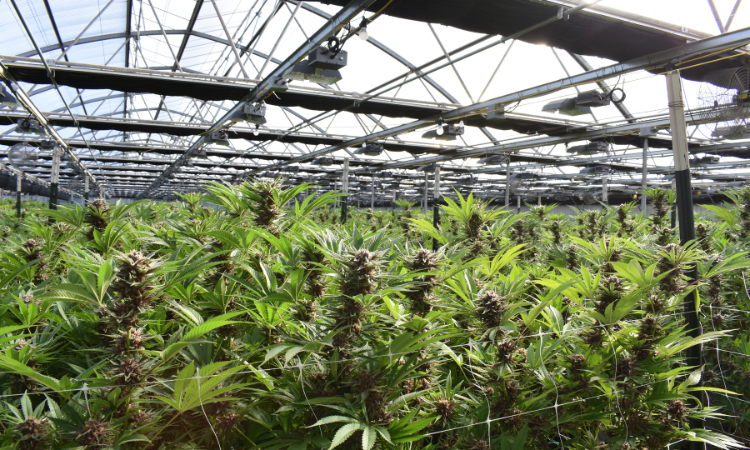 Commercial Cannabis Production: Why Isn’t Bigger Always Better?