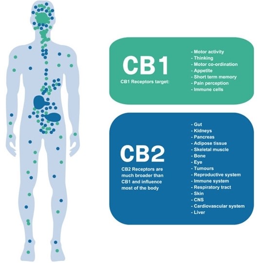 Endocannabinoid system