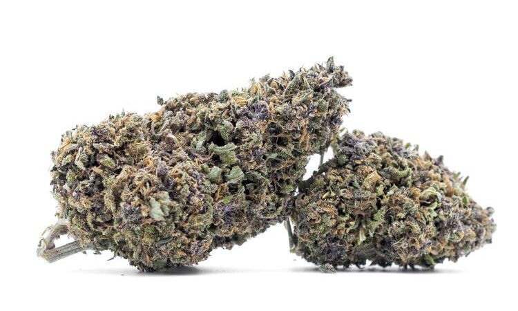 Purple Haze CBD flowers