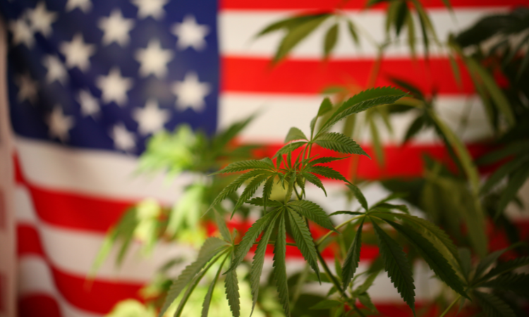 Cannabis at the crossroads: How the 2024 Election Could Reshape America’s Green Future