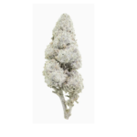 Sapphire 23 THCA