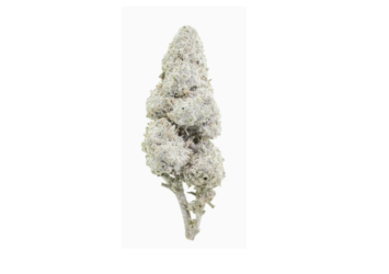 Sapphire 23 THCA