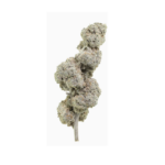 Super Lemon 22