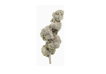 Super Lemon 22