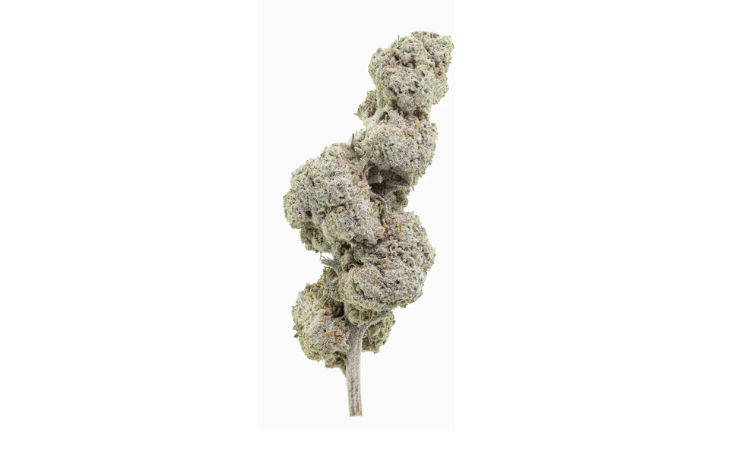 Super Lemon 22