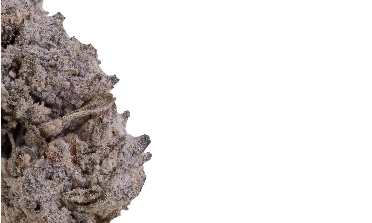 OG Kush 22 Small THCA flowers Coated-