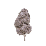 Purple Candy 24 THCA Flower