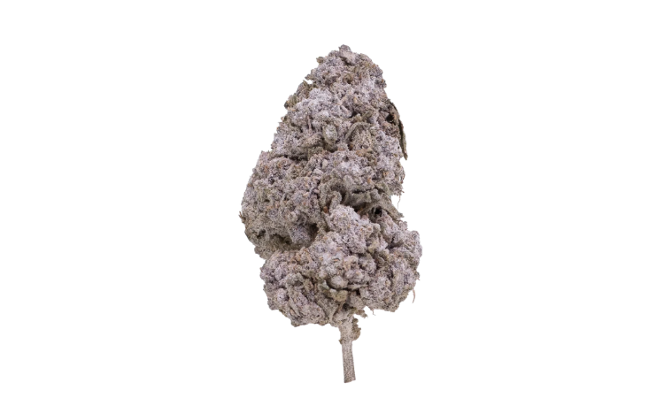 Purple Candy 24 THCA Flower