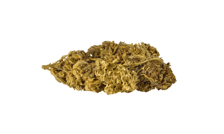 Guerillas Gusto flower