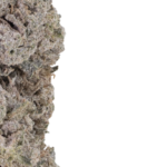 Bubblegum THCA Flower