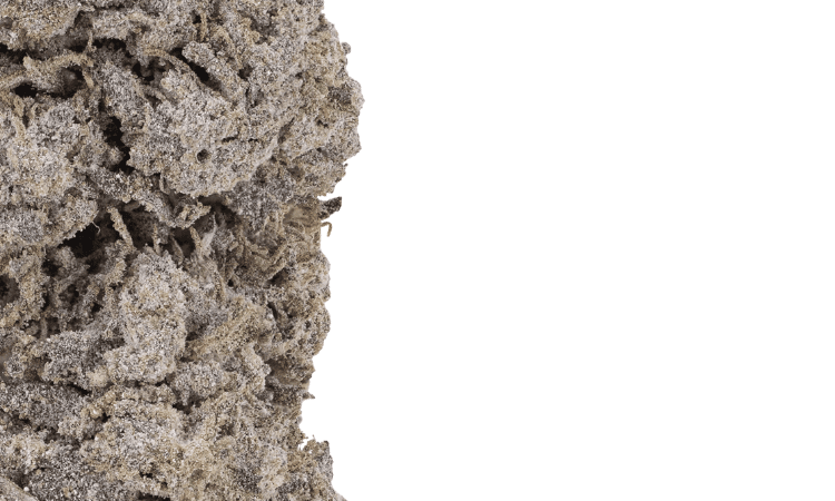 Bubblegum THCA Flower