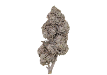 Bubblegum THCA Flower