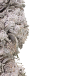 Diesel 25 THCA Flower THCA 25% | THC