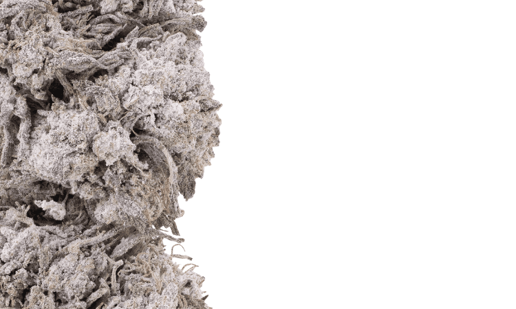 Diesel 25 THCA Flower THCA 25% | THC