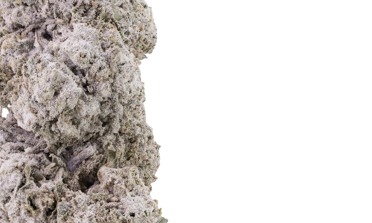 Ice Indoor 24 THCA Flower.