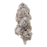 Ice Indoor 24 THCA Flower