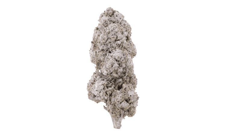 Ice Indoor 24 THCA Flower