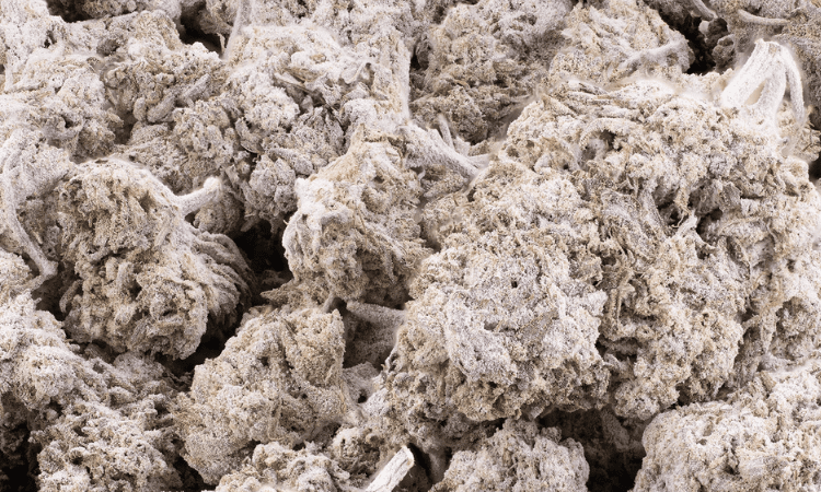 Lemon Cheese Indoor THCA Flower