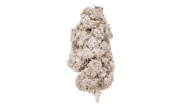 Manderine 25 THCA Flower