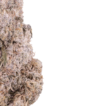 Zkittles Indoor 24 THCA Flower