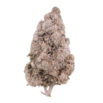 Zkittles Indoor 24 THCA Flower