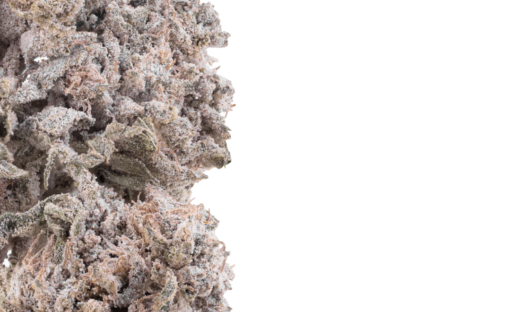 Bubba Kush Glasshouse flowers THCA