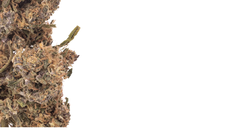 Cheetah Kush CBD flower 2