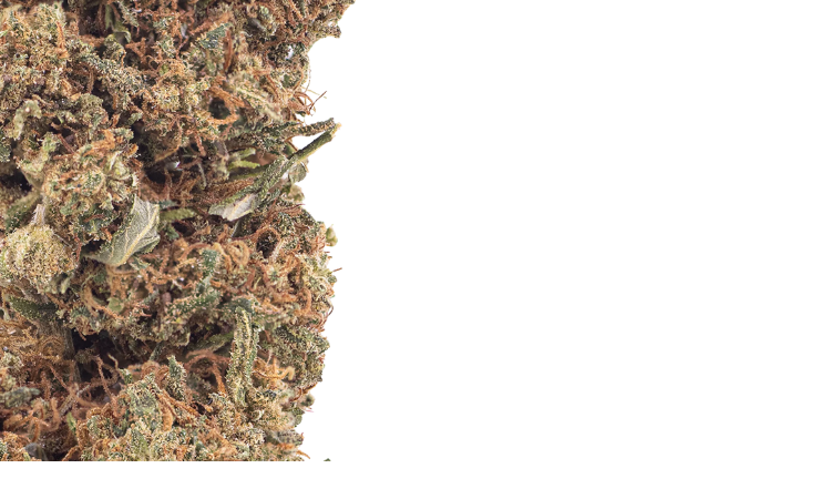 Cherry Kush CBD flower 2