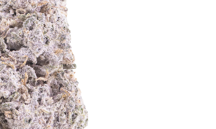 Durban Poison Flower