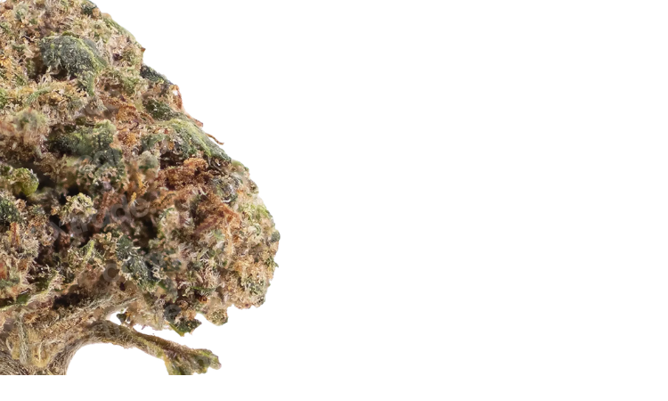 Orange Small Buds CBD flower