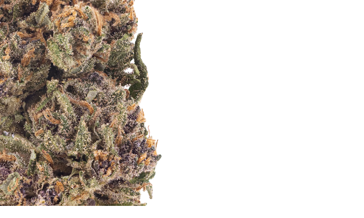 Pink Panther CBD flower 2