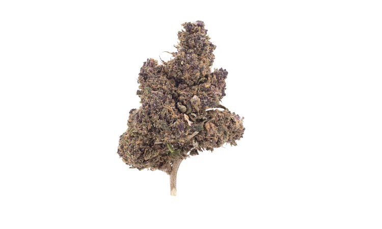 Purple Indoor CBD flower