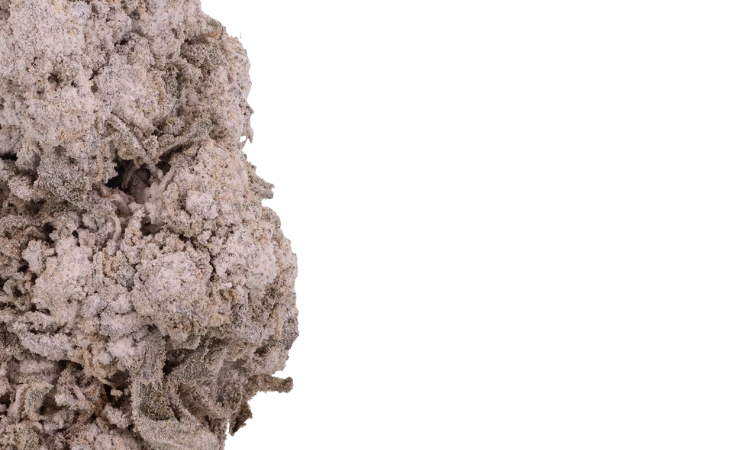 Raspberry Indoor flower THCA