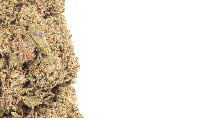 Raspberry Kush CBD flower 1