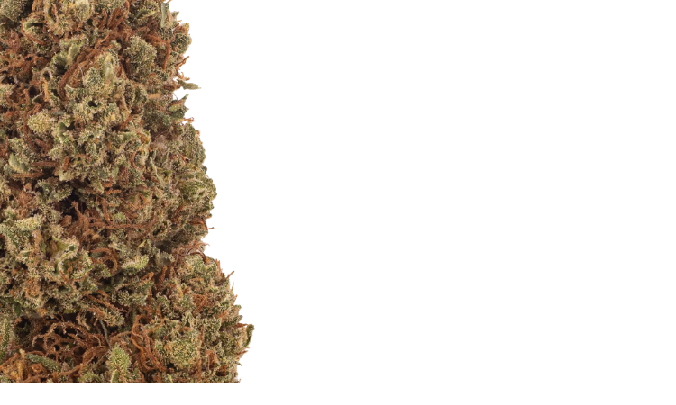 Tangerine CBD flower 1