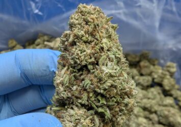 cbg sapphire flower