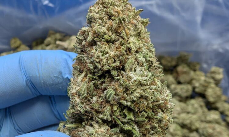 cbg sapphire flower