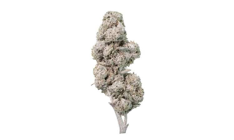Pineapple THCA flower 27%