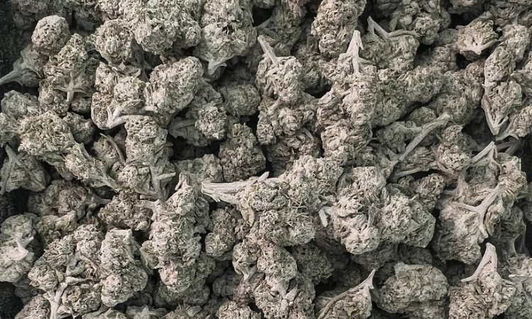 THCA lemoncello thca flower
